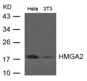 Western blot - HMGA2 Antibody from Signalway Antibody (21623) - Antibodies.com