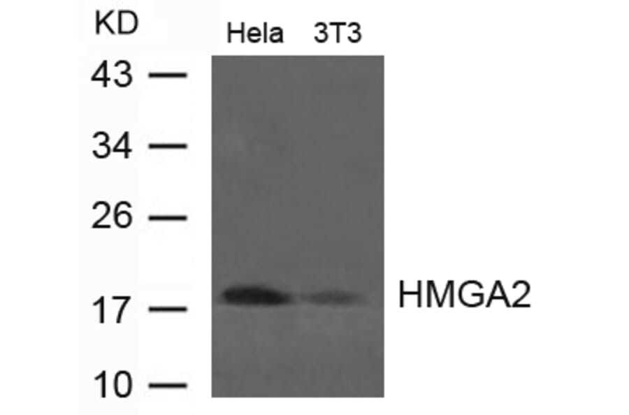 Western blot - HMGA2 Antibody from Signalway Antibody (21623) - Antibodies.com