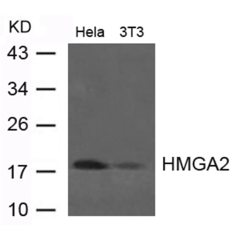 Western blot - HMGA2 Antibody from Signalway Antibody (21623) - Antibodies.com