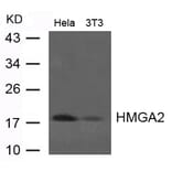 Western blot - HMGA2 Antibody from Signalway Antibody (21623) - Antibodies.com