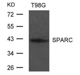 Western blot - SPARC Antibody from Signalway Antibody (21633) - Antibodies.com