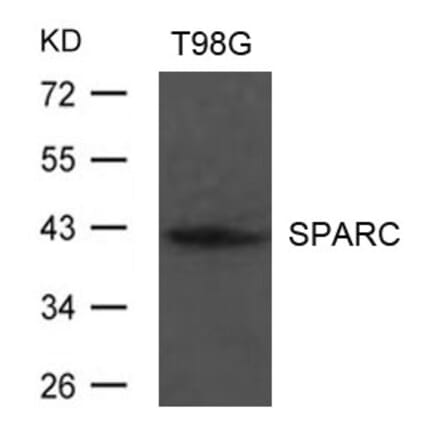 Western blot - SPARC Antibody from Signalway Antibody (21633) - Antibodies.com