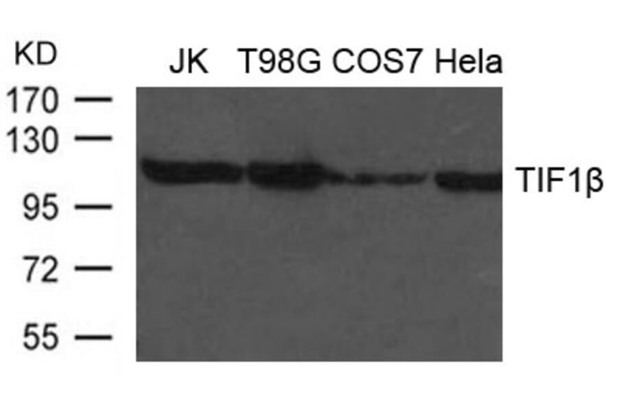 Western blot - TIF1b Antibody from Signalway Antibody (21635) - Antibodies.com