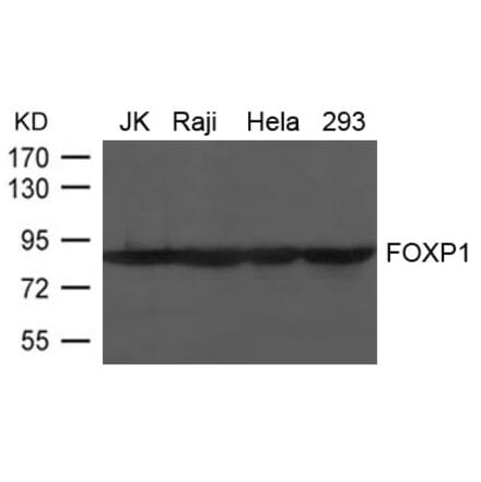 Western blot - FOXP1 Antibody from Signalway Antibody (21637) - Antibodies.com