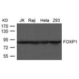 Western blot - FOXP1 Antibody from Signalway Antibody (21637) - Antibodies.com