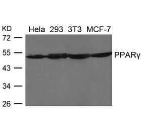 Western blot - PPARg Antibody from Signalway Antibody (21649) - Antibodies.com