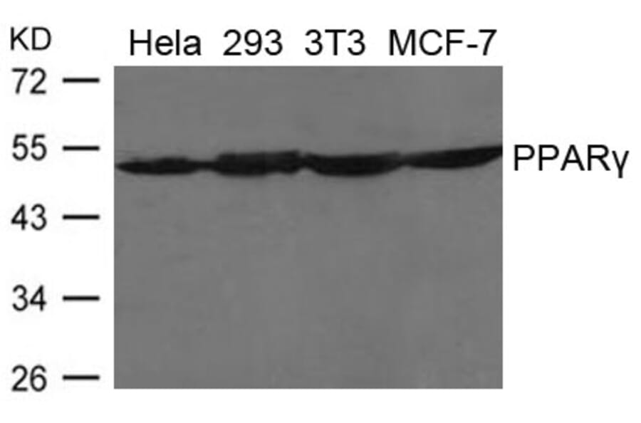 Western blot - PPARg Antibody from Signalway Antibody (21649) - Antibodies.com