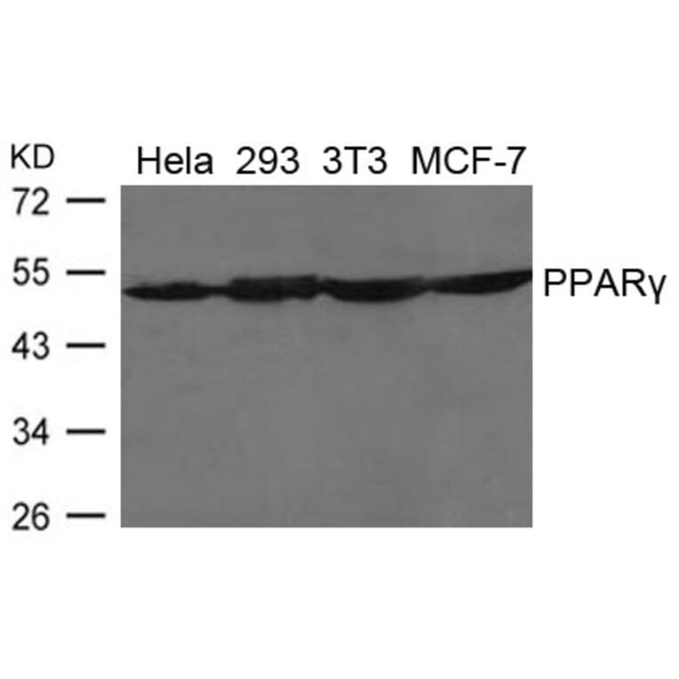 Western blot - PPARg Antibody from Signalway Antibody (21649) - Antibodies.com