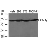 Western blot - PPARg Antibody from Signalway Antibody (21649) - Antibodies.com