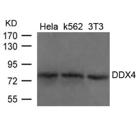 Western blot - DDX4 Antibody from Signalway Antibody (21655) - Antibodies.com