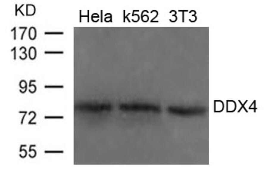 Western blot - DDX4 Antibody from Signalway Antibody (21655) - Antibodies.com