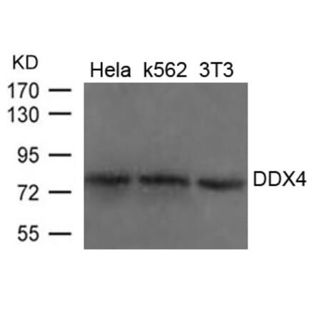 Western blot - DDX4 Antibody from Signalway Antibody (21655) - Antibodies.com