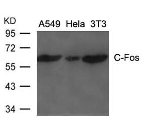 Western blot - C-Fos Antibody from Signalway Antibody (21667) - Antibodies.com