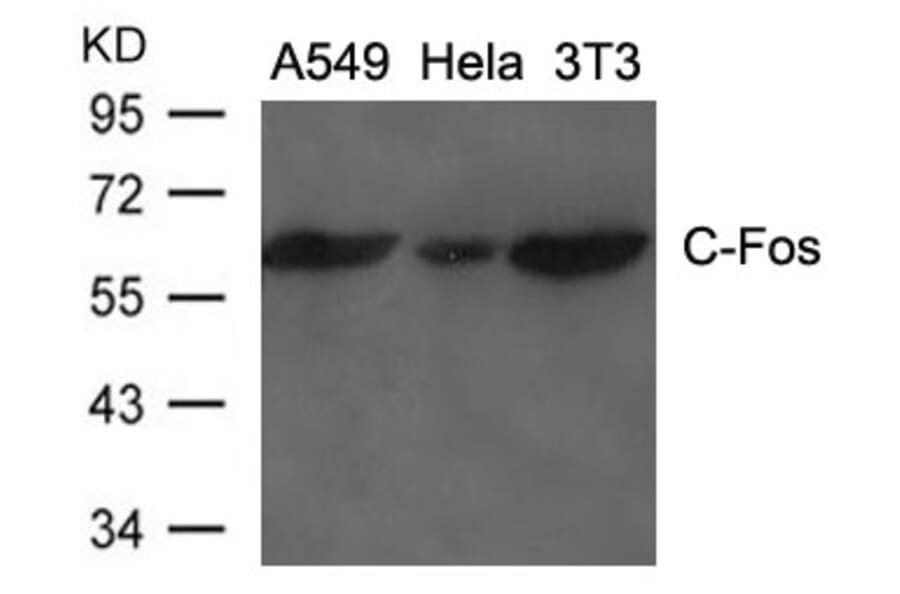 Western blot - C-Fos Antibody from Signalway Antibody (21667) - Antibodies.com
