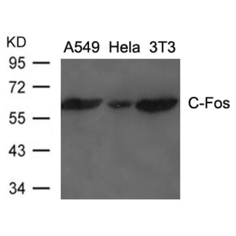 Western blot - C-Fos Antibody from Signalway Antibody (21667) - Antibodies.com