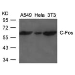 Western blot - C-Fos Antibody from Signalway Antibody (21667) - Antibodies.com