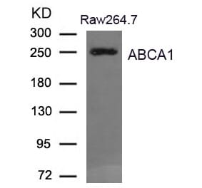 Western blot - ABCA1 Antibody from Signalway Antibody (21676) - Antibodies.com