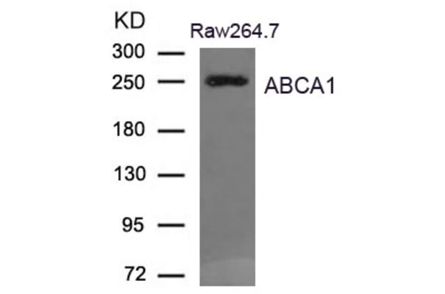 Western blot - ABCA1 Antibody from Signalway Antibody (21676) - Antibodies.com
