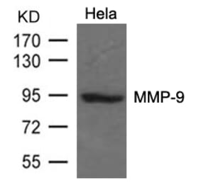 Western blot - MMP-9 Antibody from Signalway Antibody (21677) - Antibodies.com