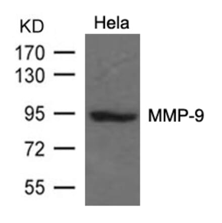 Western blot - MMP-9 Antibody from Signalway Antibody (21677) - Antibodies.com