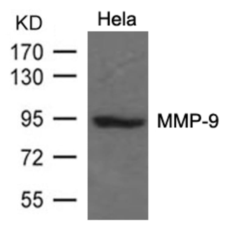 Western blot - MMP-9 Antibody from Signalway Antibody (21677) - Antibodies.com