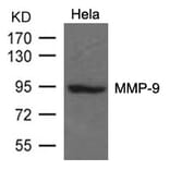 Western blot - MMP-9 Antibody from Signalway Antibody (21677) - Antibodies.com