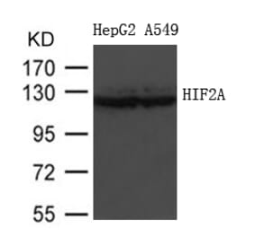 Western blot - HIF2A Antibody from Signalway Antibody (21690) - Antibodies.com
