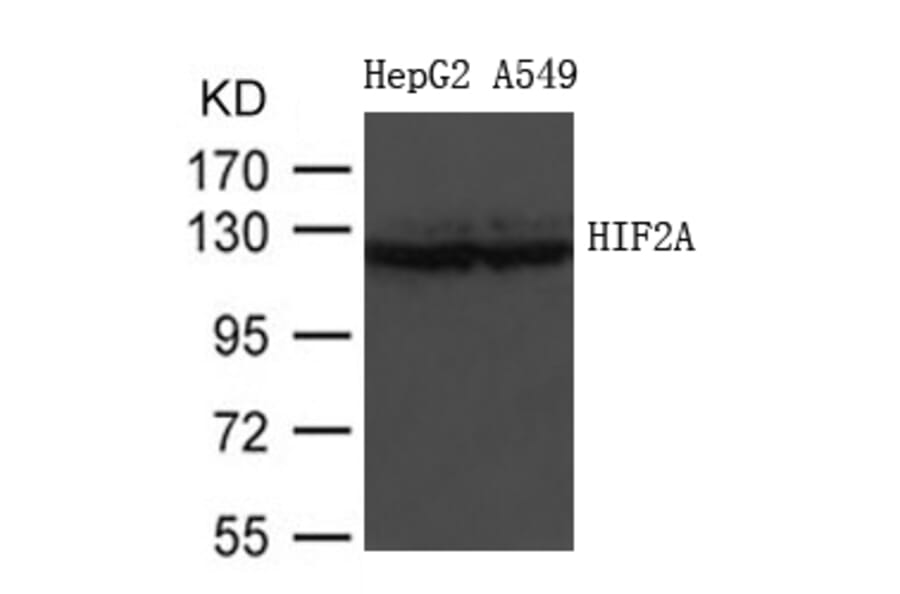 Western blot - HIF2A Antibody from Signalway Antibody (21690) - Antibodies.com