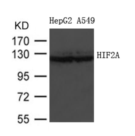 Western blot - HIF2A Antibody from Signalway Antibody (21690) - Antibodies.com