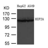 Western blot - HIF2A Antibody from Signalway Antibody (21690) - Antibodies.com