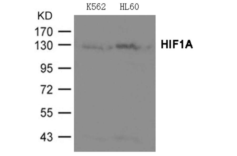 Western blot - HIF1A Antibody from Signalway Antibody (21691) - Antibodies.com