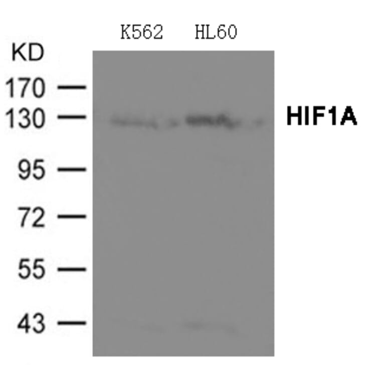 Western blot - HIF1A Antibody from Signalway Antibody (21691) - Antibodies.com