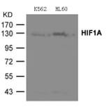 Western blot - HIF1A Antibody from Signalway Antibody (21691) - Antibodies.com