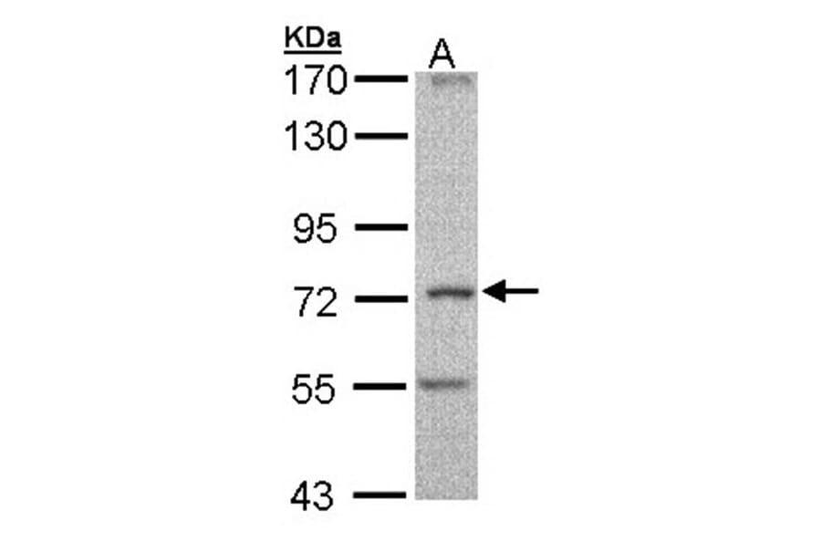 DNAI2 antibody from Signalway Antibody (22027) - Antibodies.com