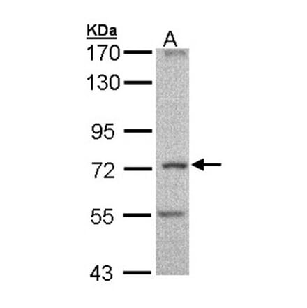 DNAI2 antibody from Signalway Antibody (22027) - Antibodies.com