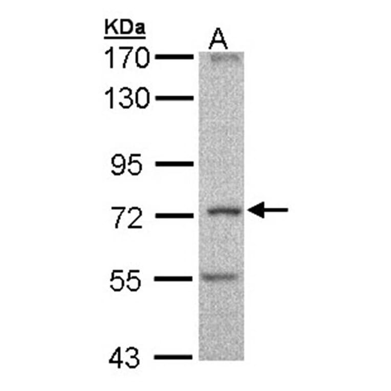 DNAI2 antibody from Signalway Antibody (22027) - Antibodies.com