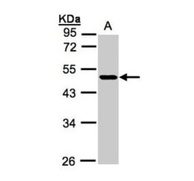 NEGR1 antibody from Signalway Antibody (22049) - Antibodies.com