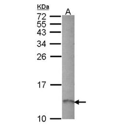 RAMP1 antibody from Signalway Antibody (22090) - Antibodies.com