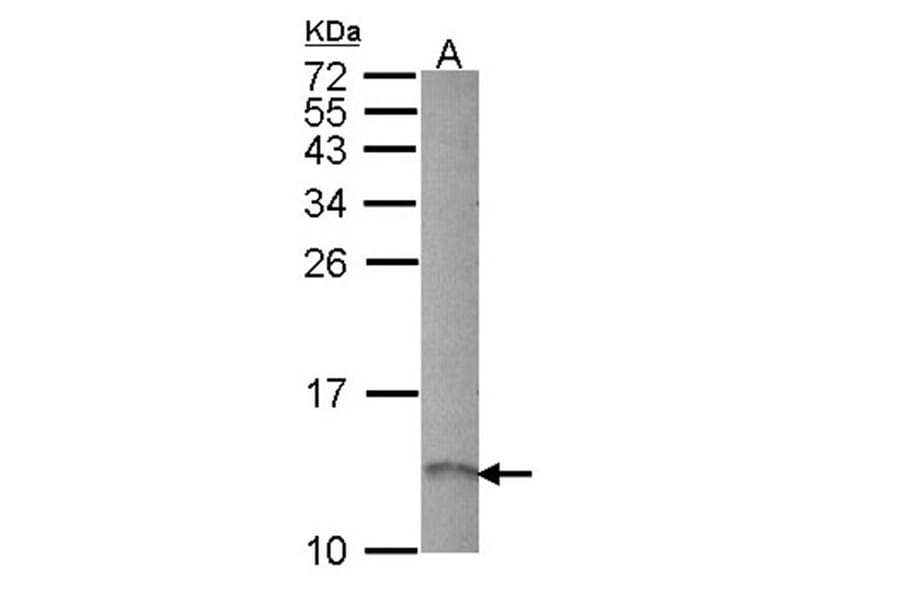 RAMP1 antibody from Signalway Antibody (22090) - Antibodies.com