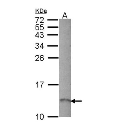 RAMP1 antibody from Signalway Antibody (22090) - Antibodies.com