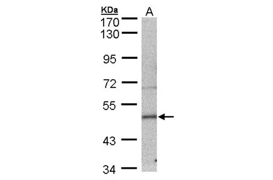 7-Sep antibody from Signalway Antibody (22092) - Antibodies.com