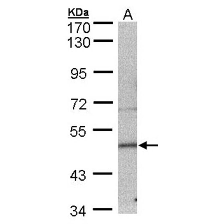 7-Sep antibody from Signalway Antibody (22092) - Antibodies.com