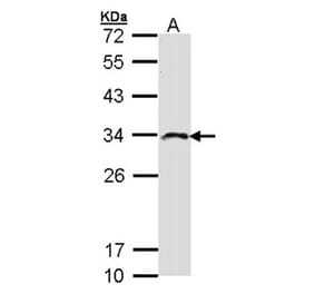 IMPA2 antibody from Signalway Antibody (22225) - Antibodies.com