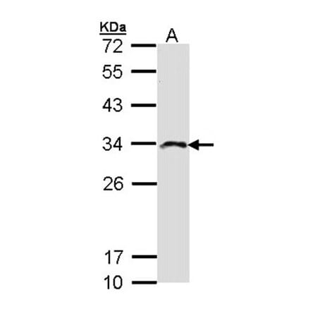 IMPA2 antibody from Signalway Antibody (22225) - Antibodies.com