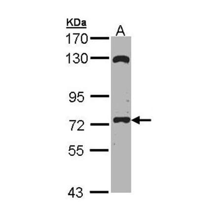 EXOC7 antibody from Signalway Antibody (22233) - Antibodies.com