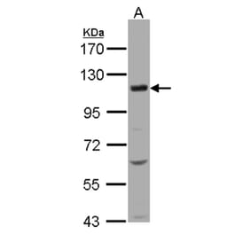 KCC4 antibody from Signalway Antibody (22291) - Antibodies.com