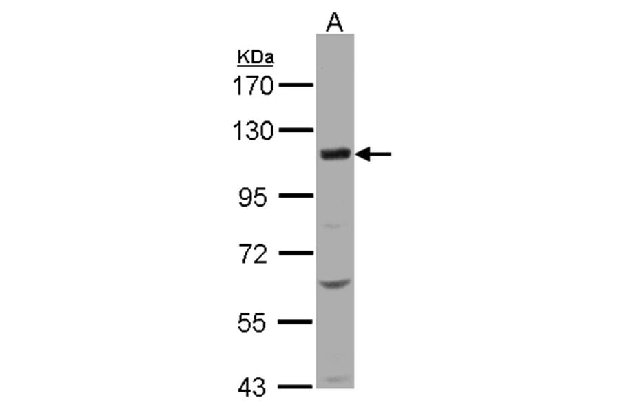 KCC4 antibody from Signalway Antibody (22291) - Antibodies.com