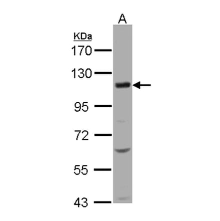 KCC4 antibody from Signalway Antibody (22291) - Antibodies.com