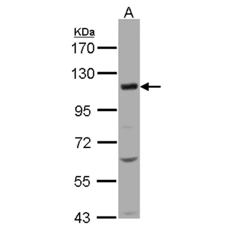 KCC4 antibody from Signalway Antibody (22291) - Antibodies.com