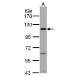 KCC4 antibody from Signalway Antibody (22291) - Antibodies.com